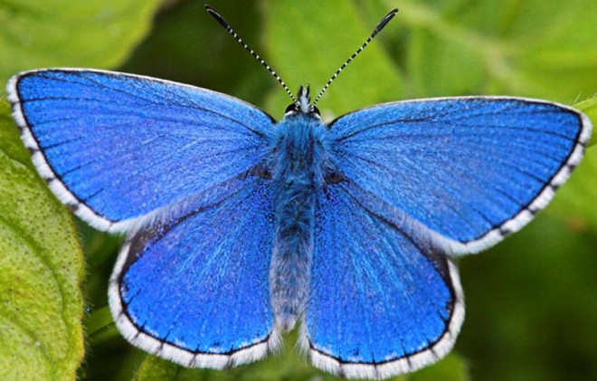 borboleta azul simbolo cor